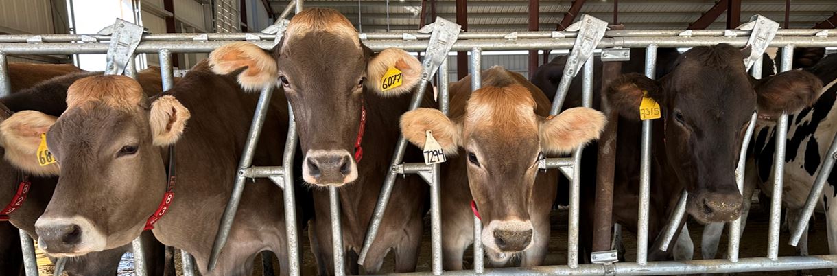Cows2 Dairy Cows lined up