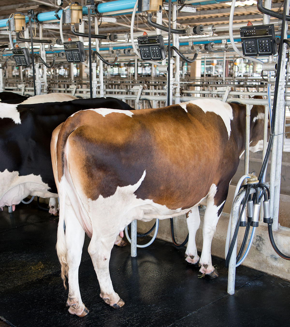 Dairy cows lined up to milk.
