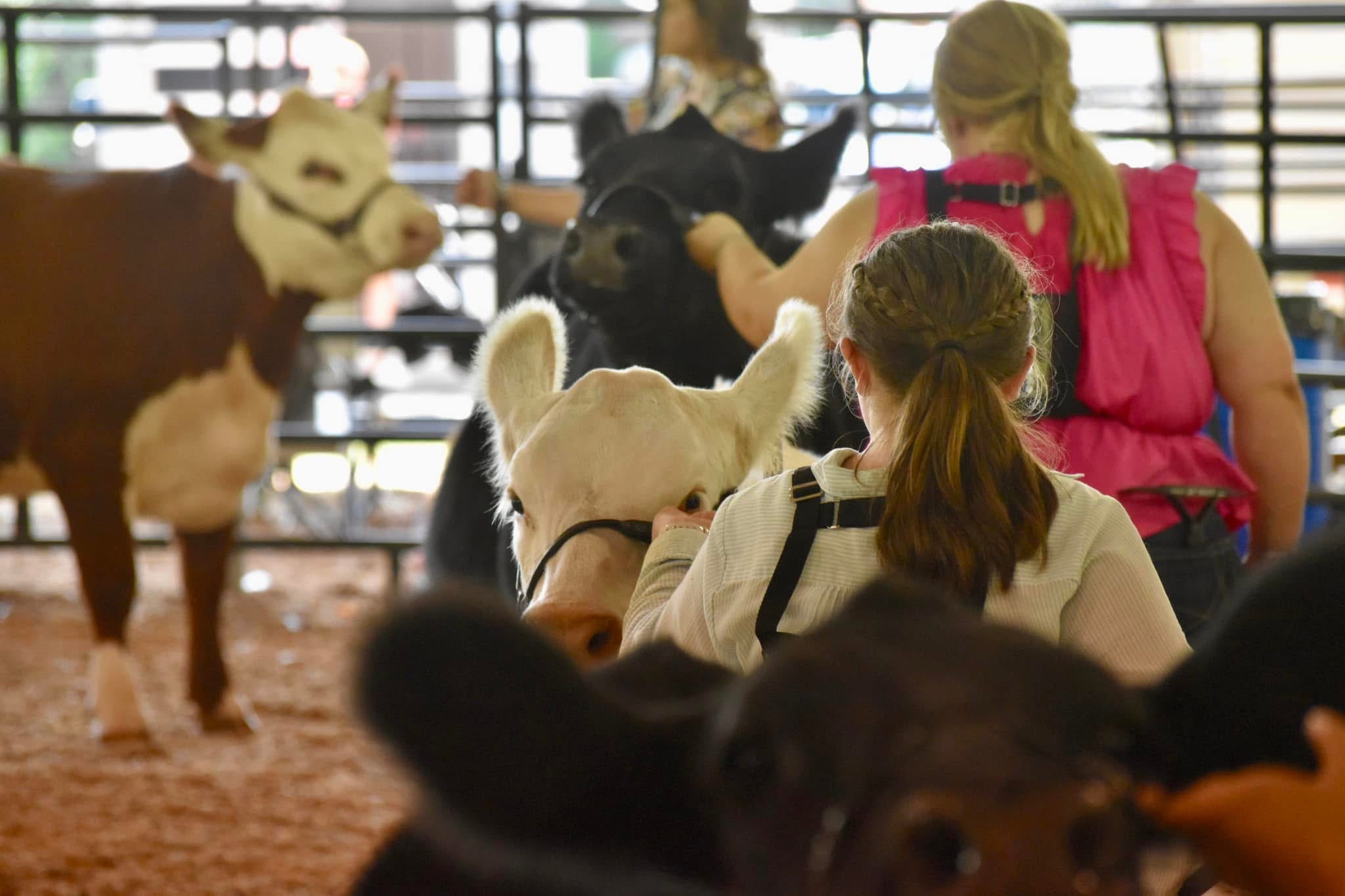 Cattle show