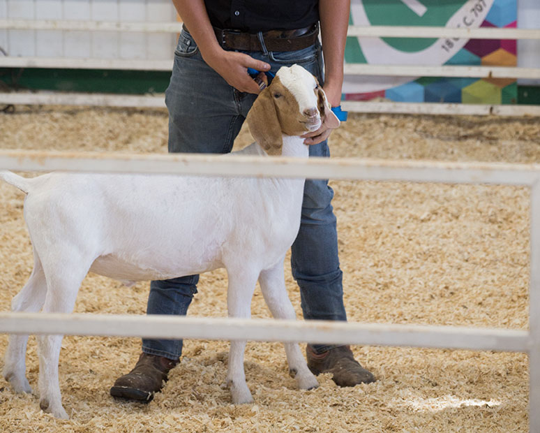 Presenter showing his goat at a goat show.